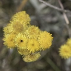 Chrysocephalum apiculatum at Undefined Area - 7 Nov 2023 12:17 PM