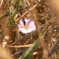 Carphurini sp. (tribe) (Soft-winged flower beetle) at Gungaderra Grasslands - 12 Nov 2023 by pixelnips