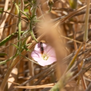 Carphurini sp. (tribe) at Gungaderra Grassland (GUN_6) - 13 Nov 2023