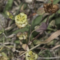 Trifolium campestre (Hop Clover) at Dunlop Grasslands - 7 Nov 2023 by kasiaaus