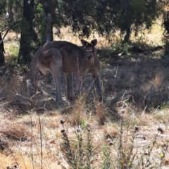 Macropus giganteus (Eastern Grey Kangaroo) at Mount Majura - 12 Nov 2023 by abread111