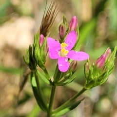 Centaurium sp. (Centaury) at Bruce, ACT - 13 Nov 2023 by trevorpreston