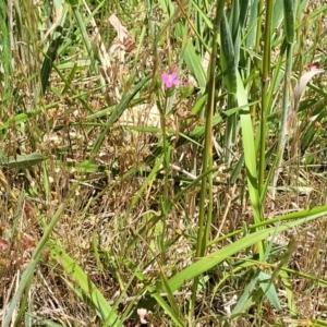 Centaurium sp. at Bruce Ridge to Gossan Hill - 13 Nov 2023