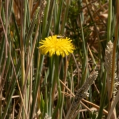 Unverified Bee (Hymenoptera, Apiformes) at Gungaderra Grassland (GUN_6) - 13 Nov 2023 by pixelnips