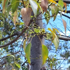 Brachychiton populneus subsp. populneus (Kurrajong) at Mount Majura - 13 Nov 2023 by abread111