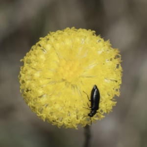 Leptorhynchos squamatus subsp. squamatus at Dunlop Grassland (DGE) - 7 Nov 2023