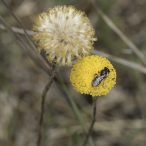 Leptorhynchos squamatus subsp. squamatus at Dunlop Grassland (DGE) - 7 Nov 2023