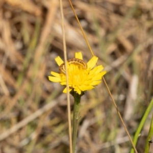 Helicoverpa (genus) at Gungaderra Grassland (GUN_6) - 13 Nov 2023