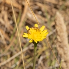 Helicoverpa (genus) at Gungaderra Grassland (GUN_6) - 13 Nov 2023 11:01 AM