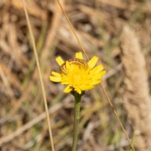 Helicoverpa (genus) at Gungaderra Grassland (GUN_6) - 13 Nov 2023