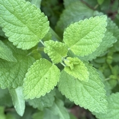 Melissa officinalis (Lemon Balm, Common Balm) at Kangaroo Valley, NSW - 13 Nov 2023 by lbradley