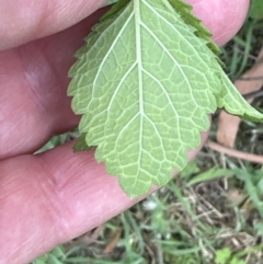 Melissa officinalis at Kangaroo Valley, NSW - suppressed