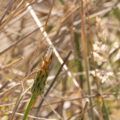 Lepidoptera unclassified ADULT moth (Unidentified - Moth) at Gungaderra Grasslands - 13 Nov 2023 by pixelnips