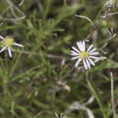 Vittadinia muelleri (Narrow-leafed New Holland Daisy) at Dunlop Grassland (DGE) - 7 Nov 2023 by kasiaaus