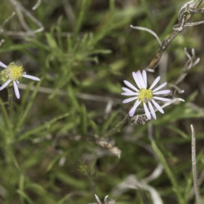 Vittadinia muelleri (Narrow-leafed New Holland Daisy) at Fraser, ACT - 7 Nov 2023 by kasiaaus