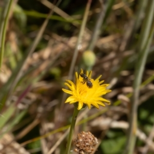 Lasioglossum (Chilalictus) sp. (genus & subgenus) at Undefined Area - 13 Nov 2023 11:16 AM