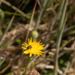 Lasioglossum (Chilalictus) sp. (genus & subgenus) at Gungaderra Grassland (GUN_6) - 13 Nov 2023