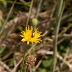 Lasioglossum (Chilalictus) sp. (genus & subgenus) at Gungaderra Grassland (GUN_6) - 13 Nov 2023