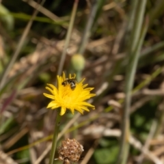 Lasioglossum (Chilalictus) sp. (genus & subgenus) at Undefined Area - 13 Nov 2023 11:16 AM