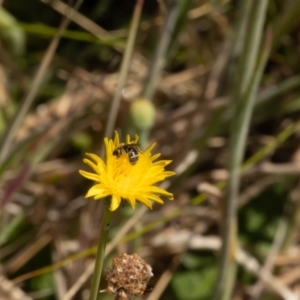 Lasioglossum (Chilalictus) sp. (genus & subgenus) at Gungaderra Grassland (GUN_6) - 13 Nov 2023