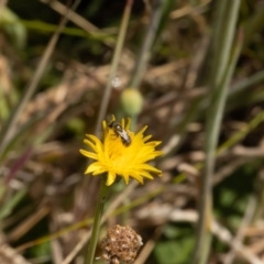 Lasioglossum (Chilalictus) sp. (genus & subgenus) at Gungaderra Grassland (GUN_6) - 13 Nov 2023 11:16 AM