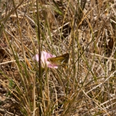 Taractrocera papyria (White-banded Grass-dart) at Gungaderra Grasslands - 13 Nov 2023 by pixelnips