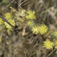 Triptilodiscus pygmaeus (Annual Daisy) at Dunlop Grassland (DGE) - 7 Nov 2023 by kasiaaus