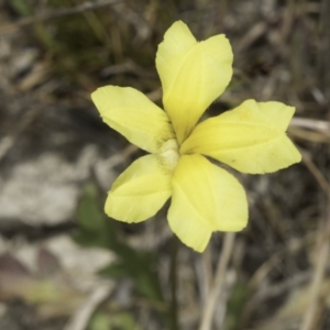 Goodenia pinnatifida at Dunlop Grassland (DGE) - 7 Nov 2023