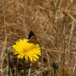 Trapezites luteus at Gungaderra Grassland (GUN_6) - 13 Nov 2023