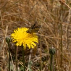 Trapezites luteus at Gungaderra Grassland (GUN_6) - 13 Nov 2023 11:21 AM