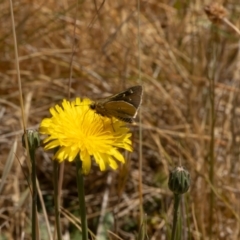 Trapezites luteus at Gungaderra Grassland (GUN_6) - 13 Nov 2023