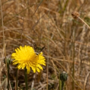 Trapezites luteus at Gungaderra Grassland (GUN_6) - 13 Nov 2023