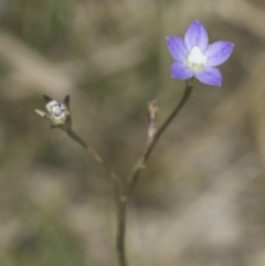 Wahlenbergia sp. (Bluebell) at Fraser, ACT - 7 Nov 2023 by kasiaaus