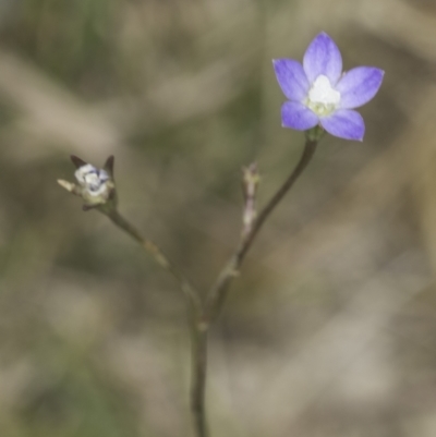 Wahlenbergia sp. (Bluebell) at Fraser, ACT - 7 Nov 2023 by kasiaaus
