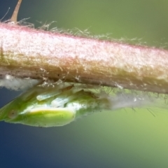 Philagra sp. (genus) (A spittlebug) at Higgins, ACT - 13 Nov 2023 by Untidy