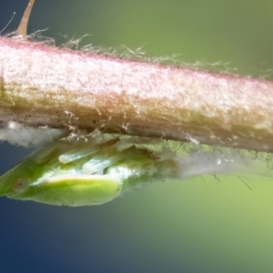 Philagra sp. (genus) at Higgins, ACT - 13 Nov 2023