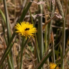 Lasioglossum (Chilalictus) sp. (genus & subgenus) (Halictid bee) at Gungaderra Grasslands - 13 Nov 2023 by pixelnips