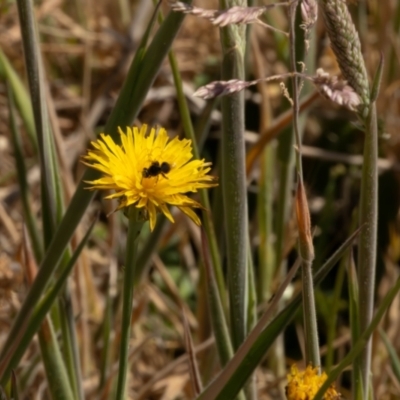 Lasioglossum (Chilalictus) sp. (genus & subgenus) (Halictid bee) at Gungaderra Grasslands - 13 Nov 2023 by pixelnips