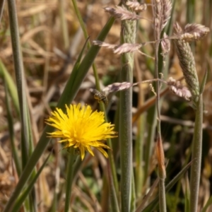 Lasioglossum (Chilalictus) sp. (genus & subgenus) at Gungaderra Grassland (GUN_6) - 13 Nov 2023