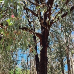 Eucalyptus sideroxylon subsp. sideroxylon at Garran, ACT - 13 Nov 2023