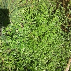 Alternanthera philoxeroides (Alligator Weed) at Acton, ACT - 13 Nov 2023 by RWPurdie