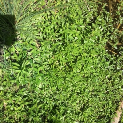 Alternanthera philoxeroides (Alligator Weed) at Acton, ACT - 13 Nov 2023 by RWPurdie