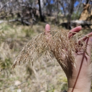 Phragmites australis at QPRC LGA - 13 Nov 2023 01:37 PM