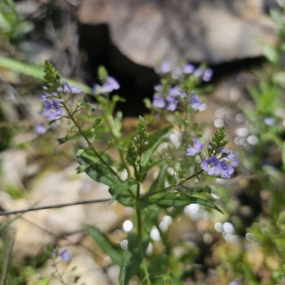 Veronica anagallis-aquatica (Blue Water Speedwell) at Captains Flat, NSW - 13 Nov 2023 by Csteele4