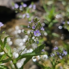 Veronica anagallis-aquatica at QPRC LGA - 13 Nov 2023