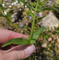 Veronica anagallis-aquatica at QPRC LGA - 13 Nov 2023