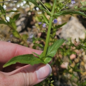 Veronica anagallis-aquatica at QPRC LGA - 13 Nov 2023 01:36 PM