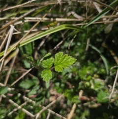 Rubus parvifolius (Native Raspberry) at Captains Flat, NSW - 13 Nov 2023 by Csteele4