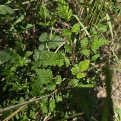 Rubus parvifolius at QPRC LGA - 13 Nov 2023 01:49 PM