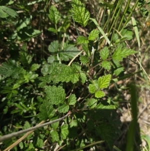 Rubus parvifolius at QPRC LGA - 13 Nov 2023